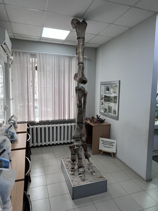 Благовещенск - Палеонтологический музей - Лапа